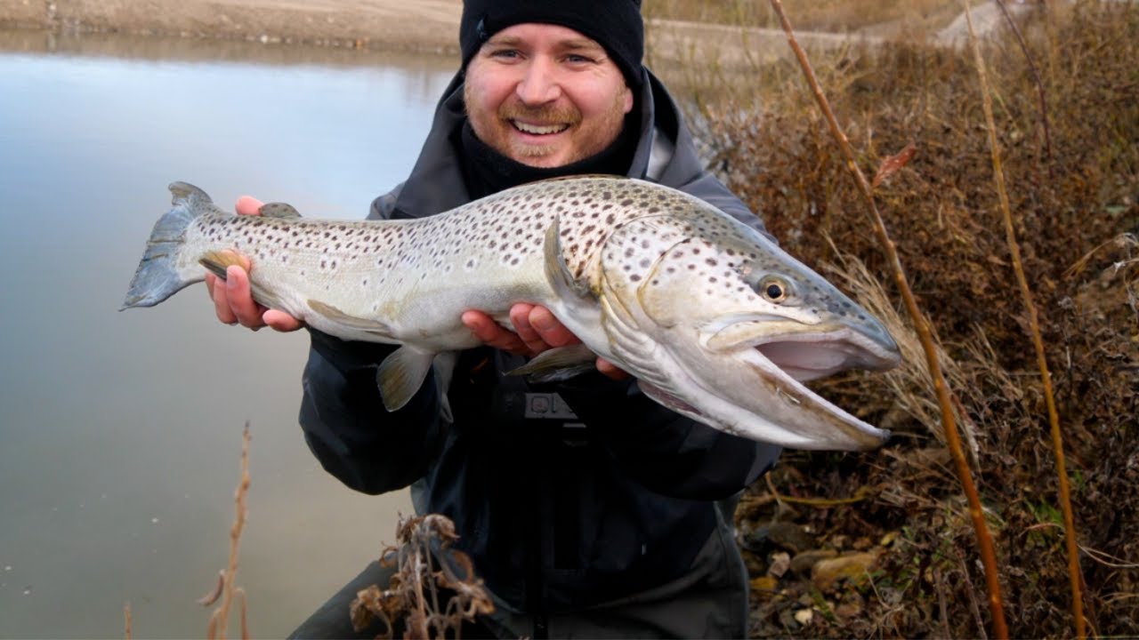Salmo Trutta I Smukke Guld Og Sølv Farver