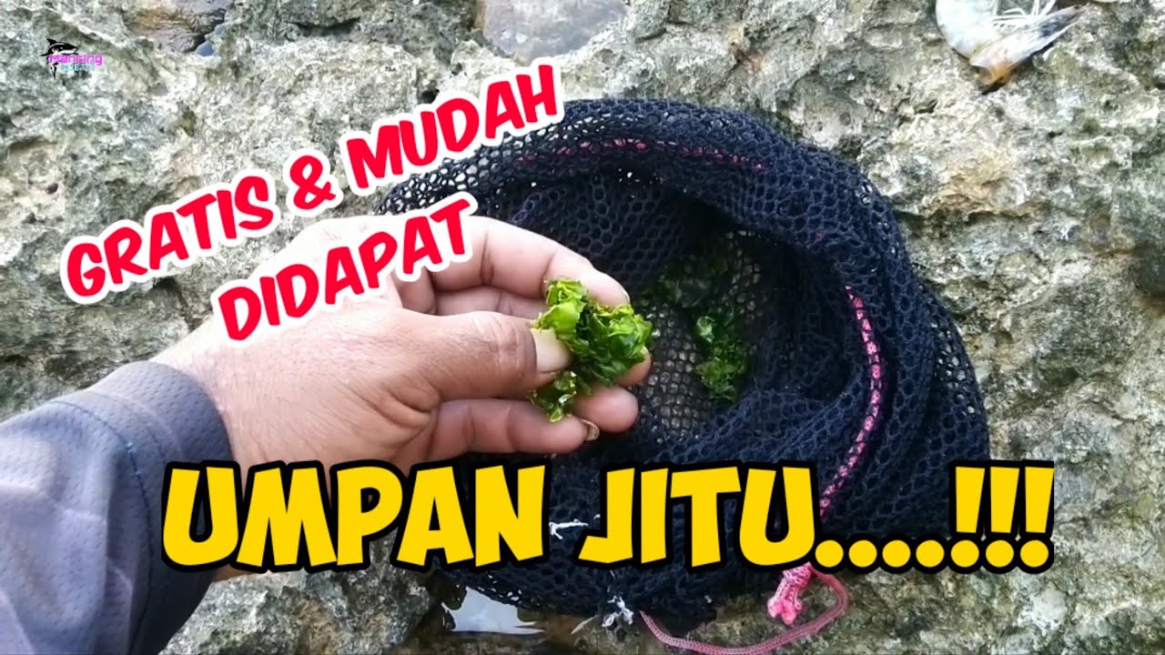 umpan jitu yang disukai ikan,mancing mania oke bos