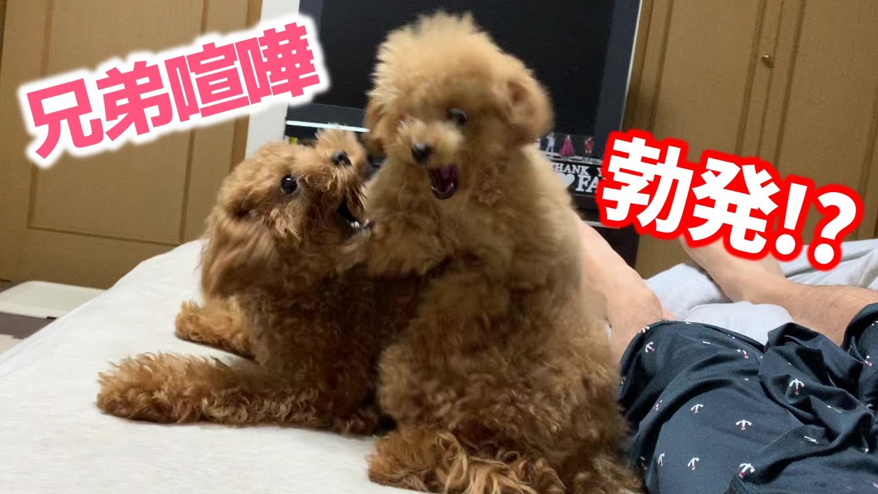 子犬が先住犬にちょっかい出して喧嘩に！？口出しせず犬同士に任せた結果こうなりました！【多頭飼い】【マイクロティーカッププードル】【トイプードル】
