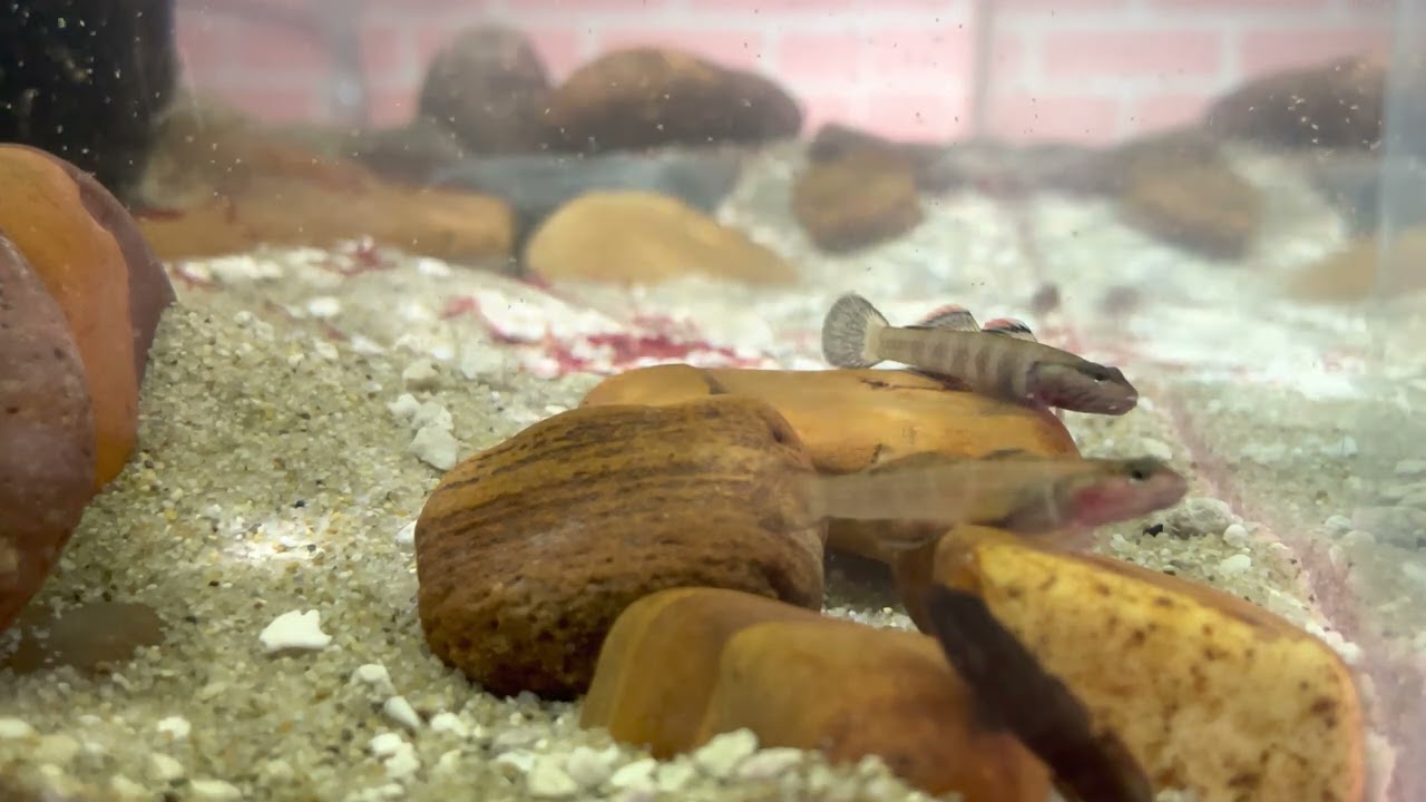 Rhinogobius sp. Chocolate (Raw video  50+  Minutes)