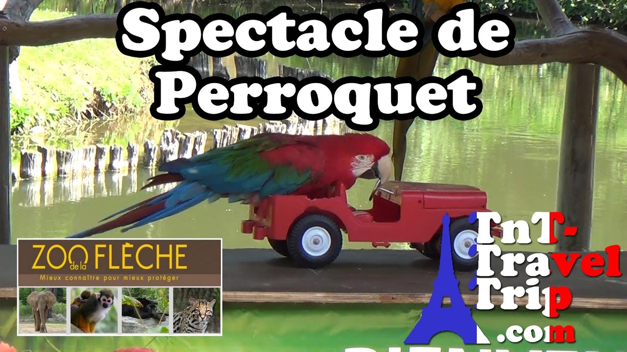 Zoo de La Flèche - Spectacle de perroquet 