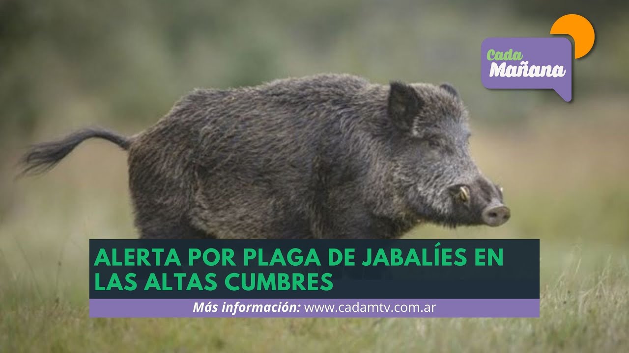 ALERTA POR PLAGA DE JABALÍES EN LAS ALTAS CUMBRES