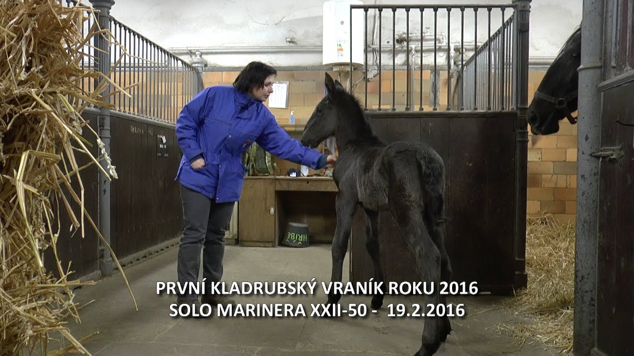 PRVNÍ KLADRUBSKÝ VRANÍK ROKU 2016 - SOLO MARINERA XXII-50 -  19.2.2016