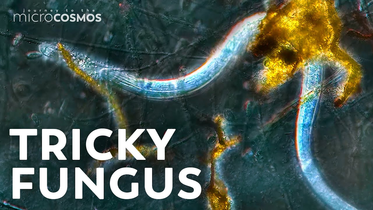 The Fungus That Traps and Kills Nematodes