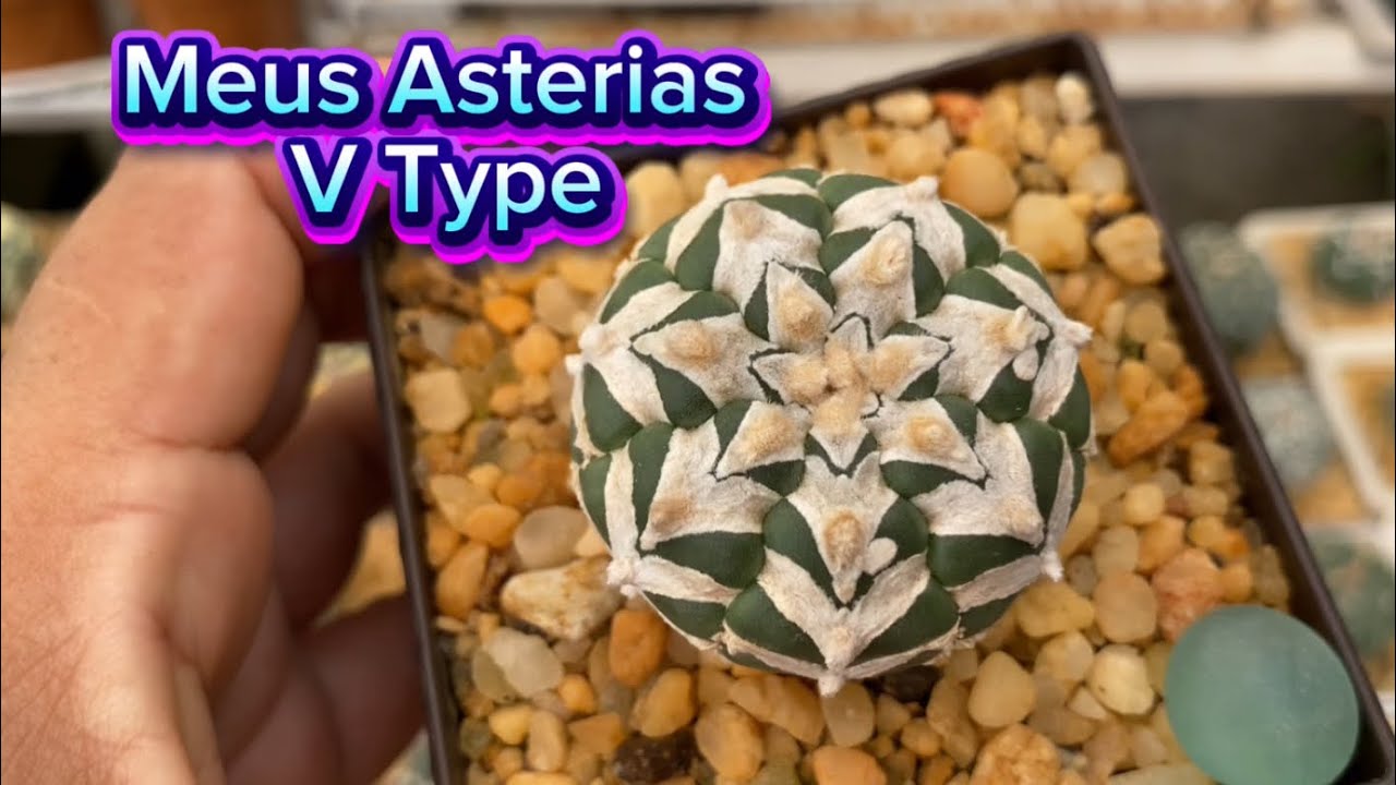 Minha Coleção de Astrophytum Asterias V Type 🥰🌵