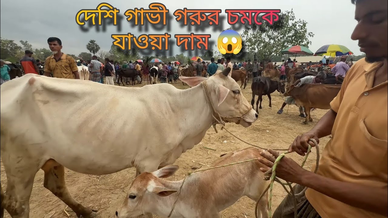 পানির দামে বাচ্চা সহ গাভী গরু কিনুন|  desi gorur hat 2025 |#cow #deshigoru #gorurhaat #desigavi