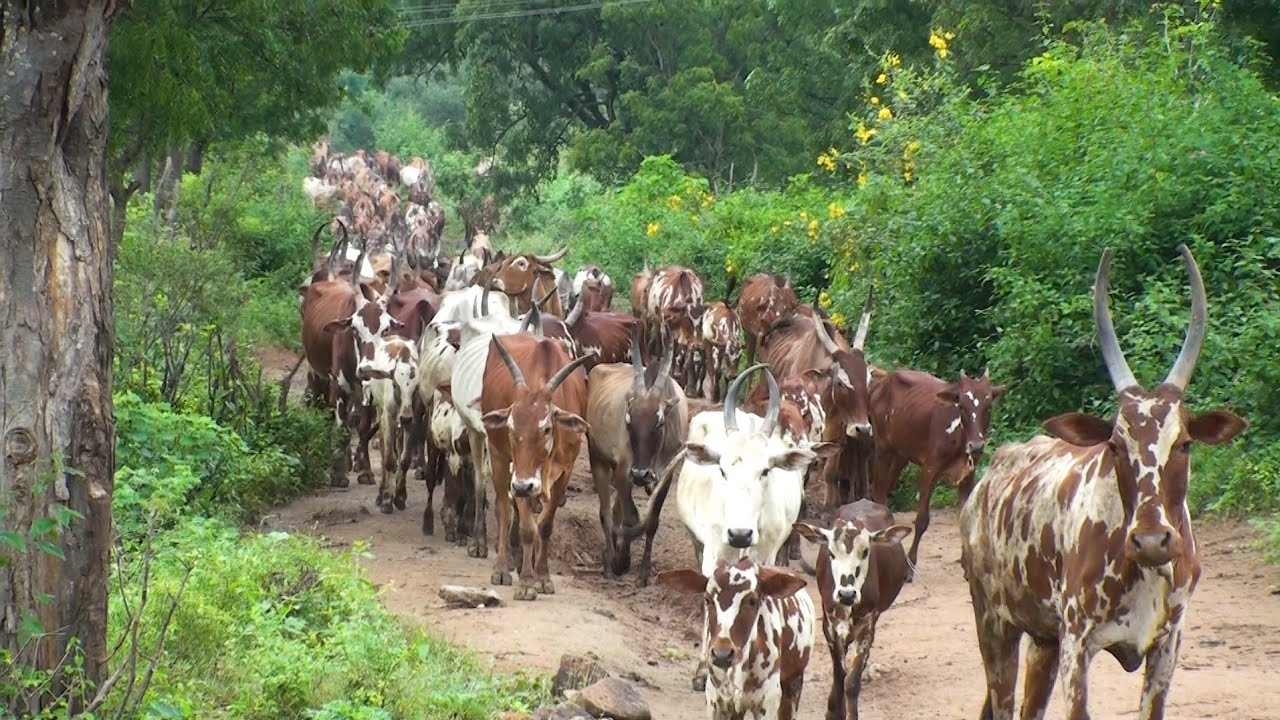Big herd of Baraguru cows going forest for grazing