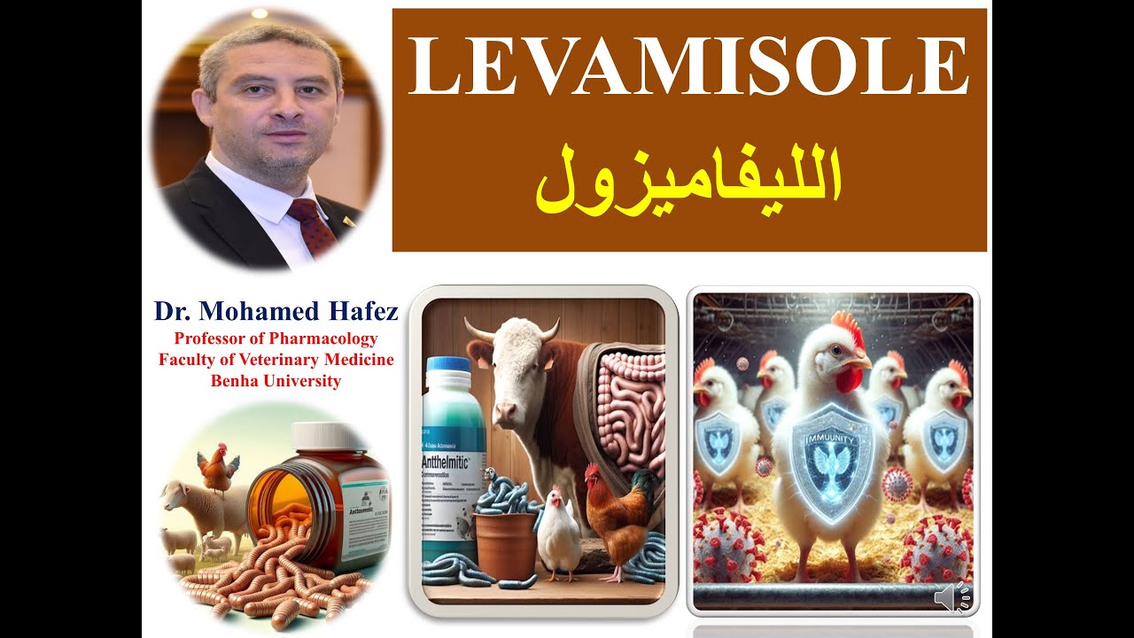 الليفاميزول في الدواجن والحيوانات LEVAMISOLE