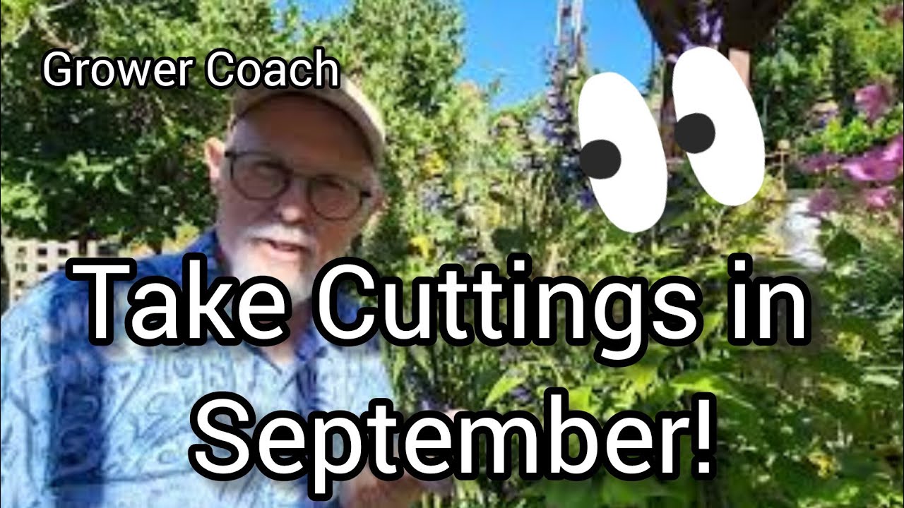 Take Cuttings in September! From Salvia to Geraniums.