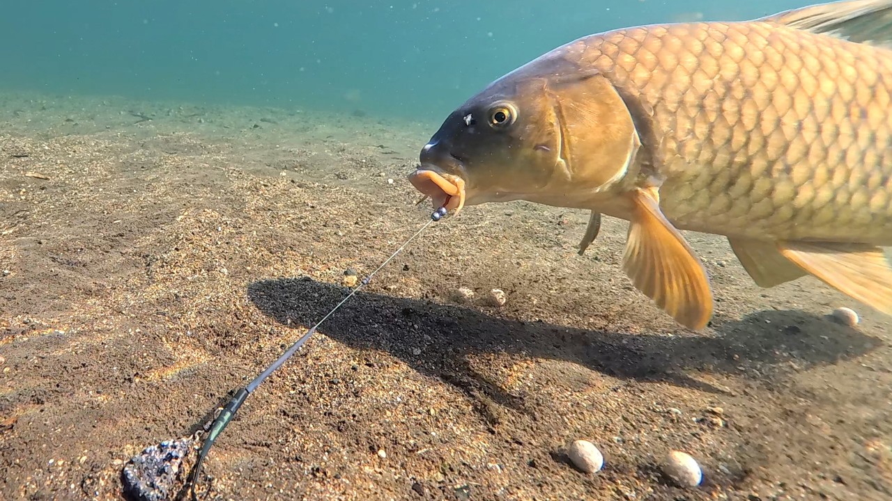 Underwater Carp Hooked… Still Feeding on Boilies