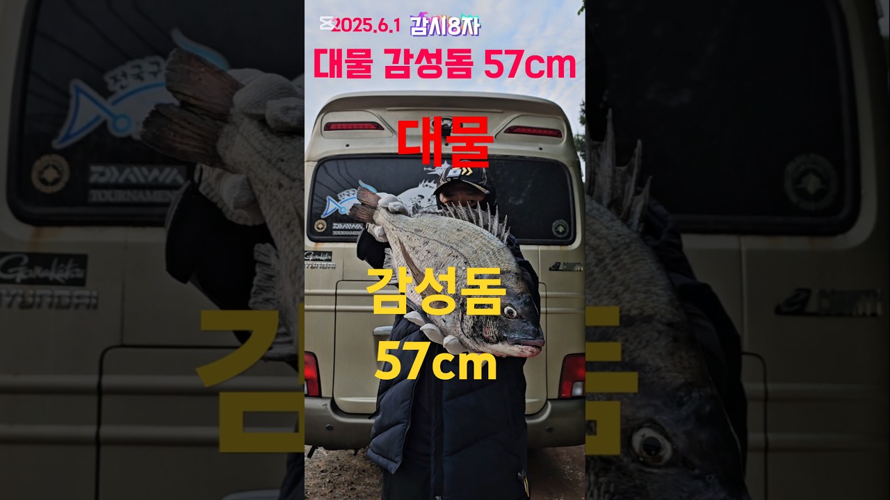 대물 감성돔 