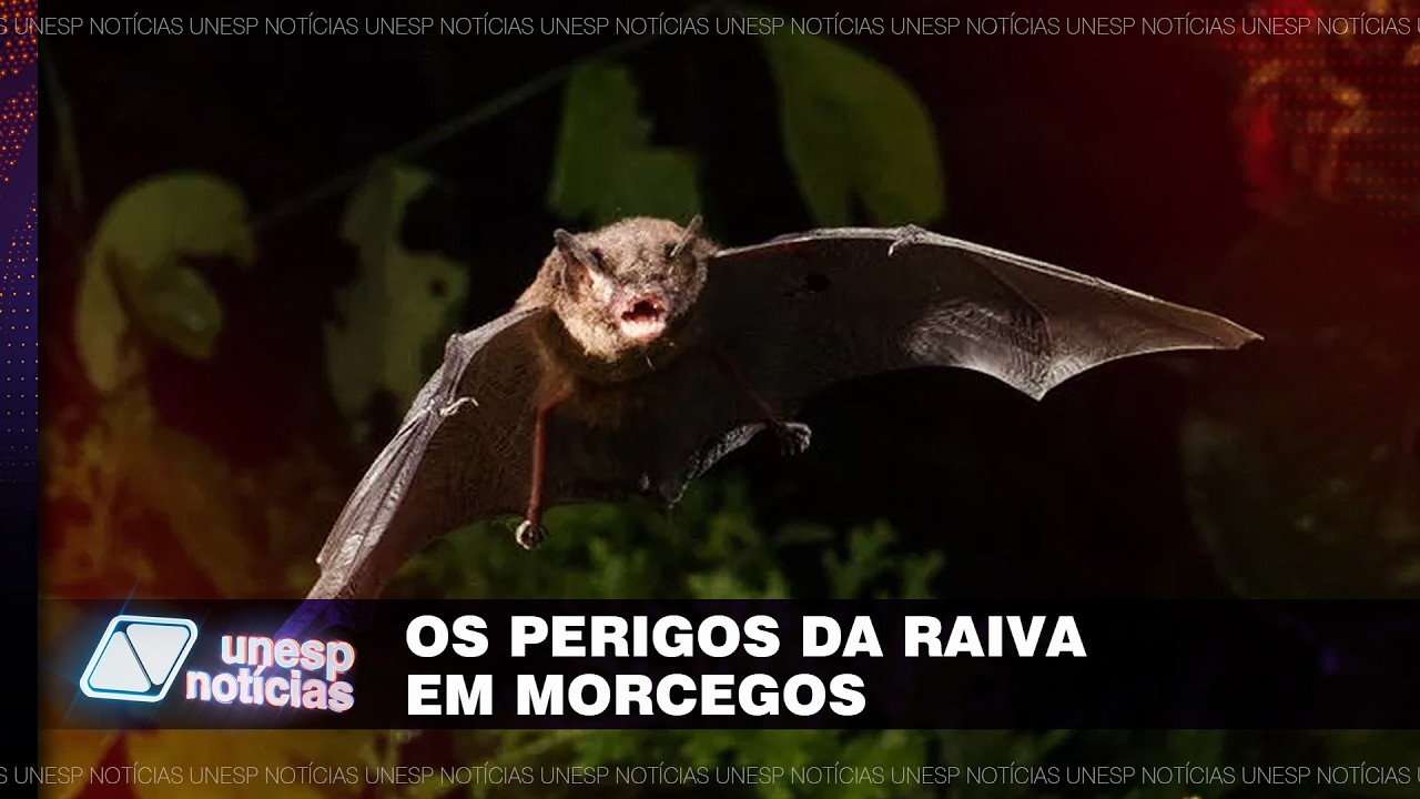 Morcego com raiva acende alerta em Botucatu e professor da Unesp reforça orientações