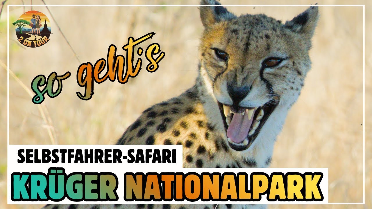 SO geht Selbstfahrer Safari im Krüger Nationalpark. Woche 1 unserer 4-wöchigen Südafrika-Safari