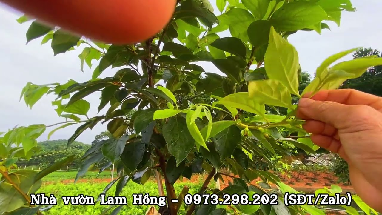 Phân tích Hồng Tứ Quý cây ghép và cây nguyên bản | Nhà vườn Lam Hồng
