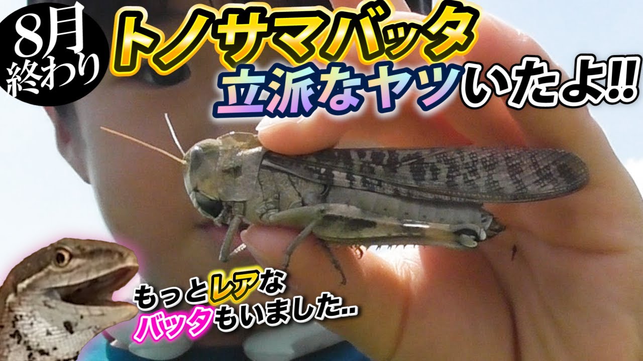【希少種】トノサマバッタの他にもゲットした鬼レアなバッタって？