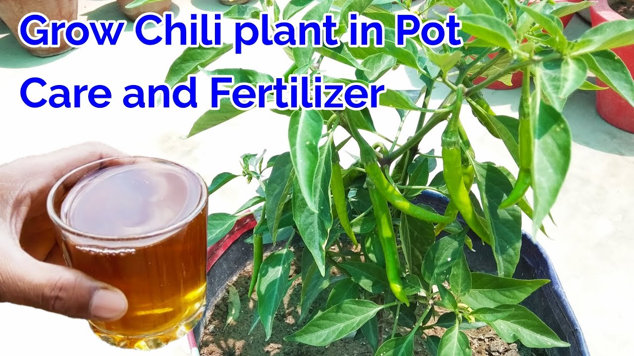 Grow Chili plant in pot,care and Fertilizer for Chili plant/how to grow Chili plant at home