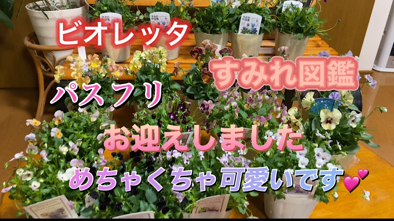 【ビオレッタ、すみれ図鑑、パスフリ】素晴らしいお花にただただ感動