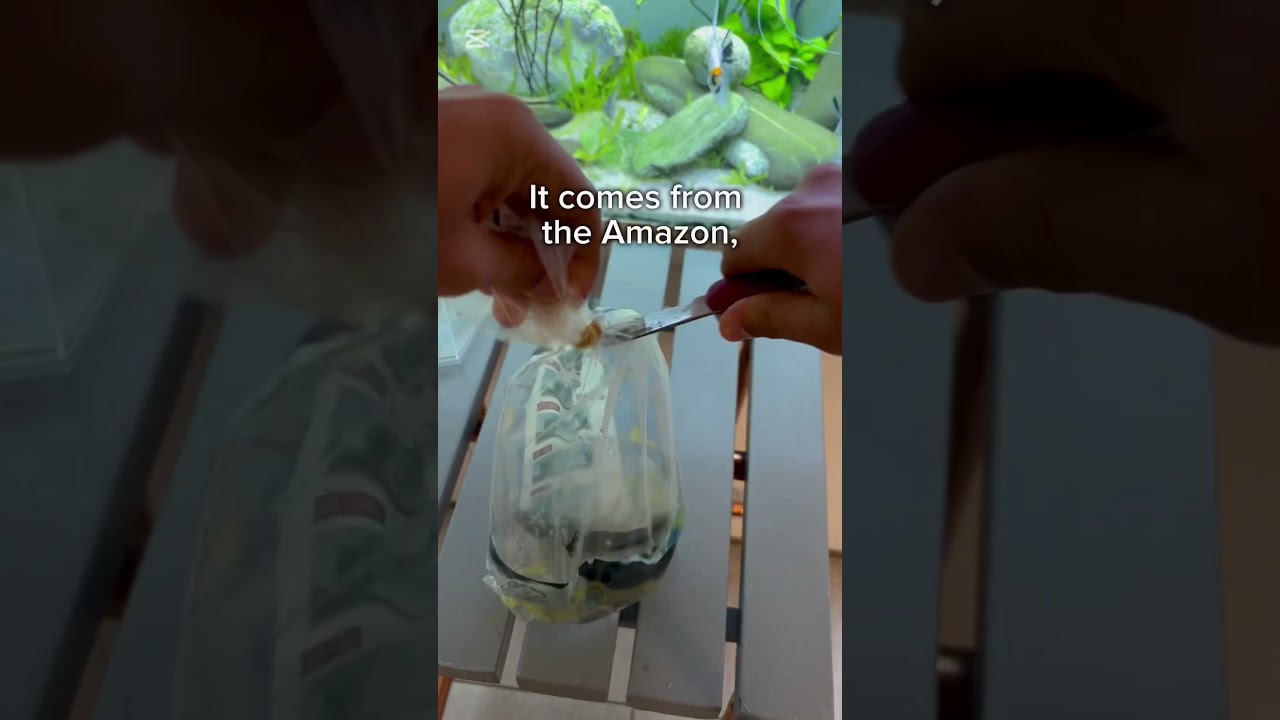 Unboxing a ghost fish!! 