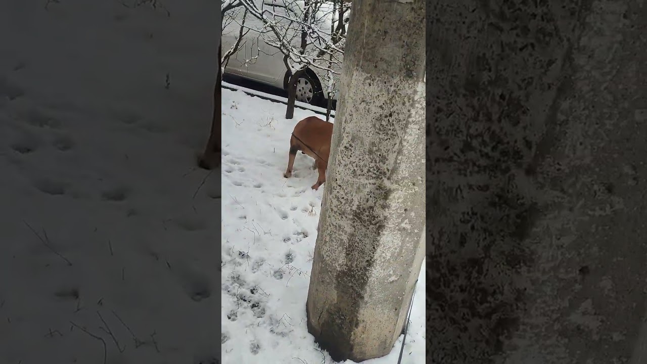 Очередная прогулка#цезарь