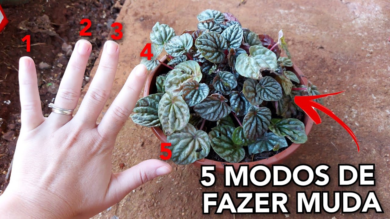 5 FORMAS DE FAZER MUDA DA PEPERÔMIA CAPERATA
