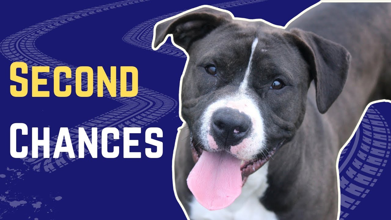From Pit Bulls to Purpose | How One Rescue Dog Changed Everything
