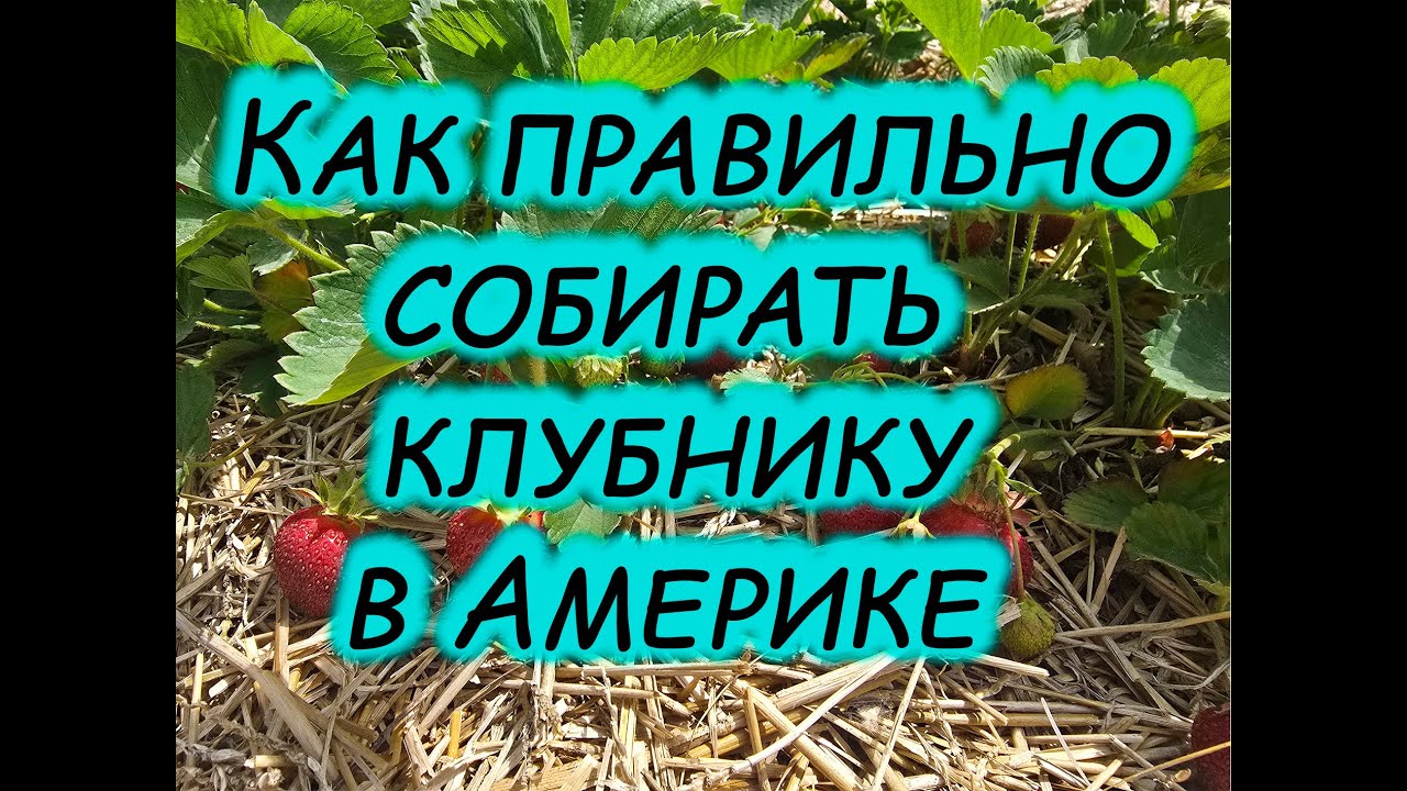 Клубника для начинающих. Секреты сбора