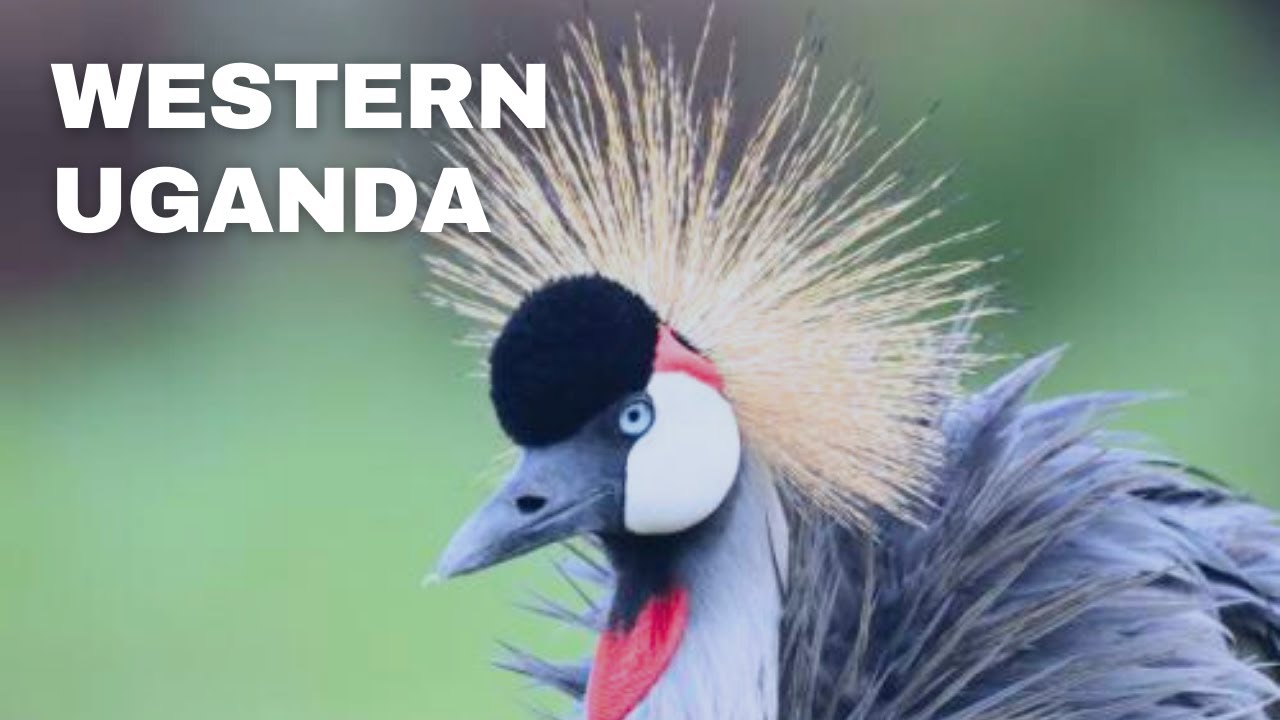 Top 10 Places to Visit in Western Uganda