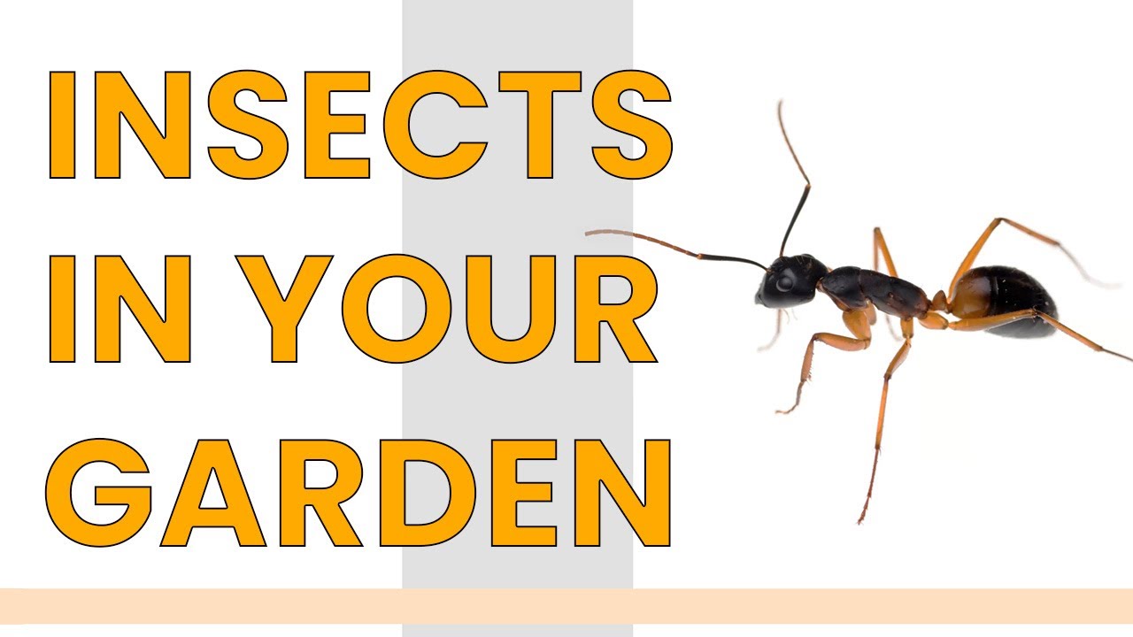 How to attract insects into your garden without increasing the pests