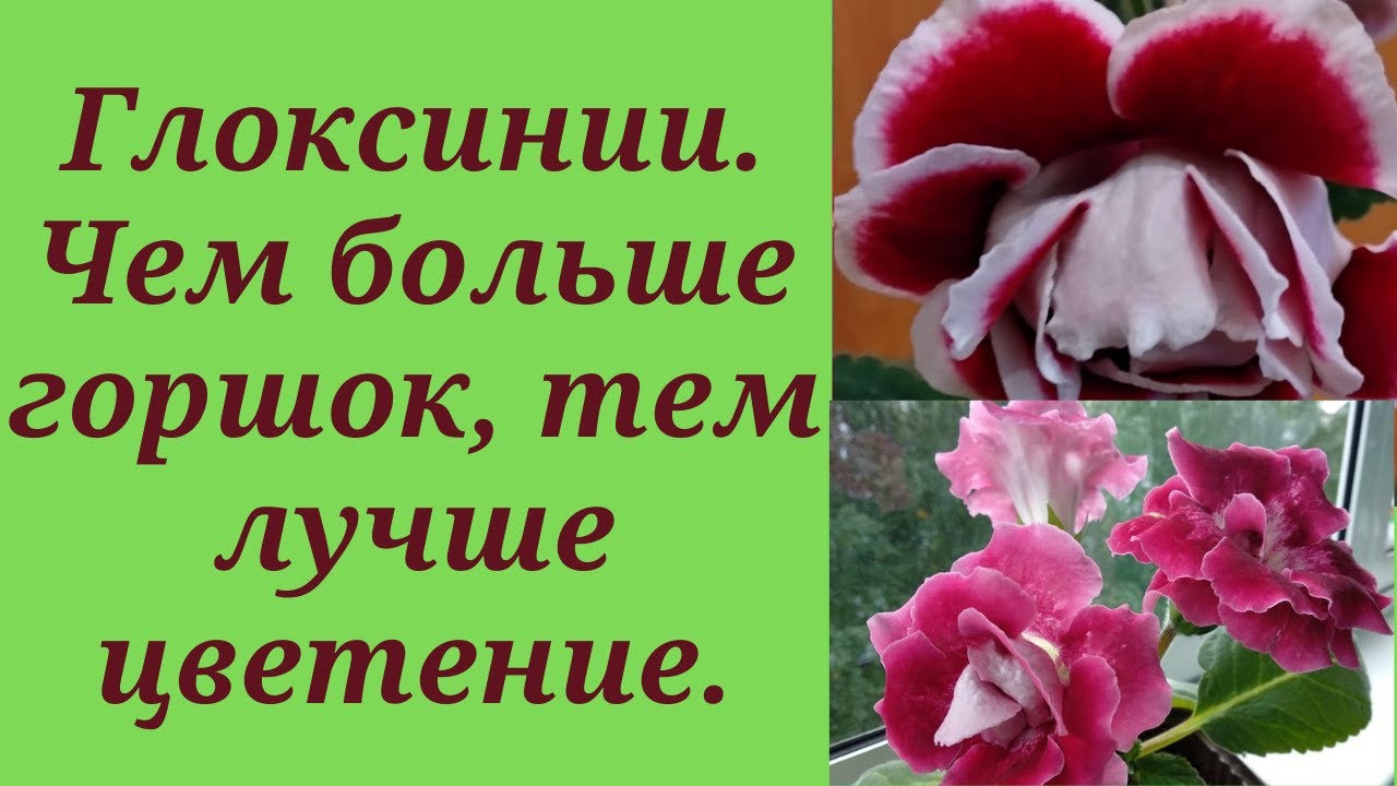 Пересадка глоксиний, как я это делаю.