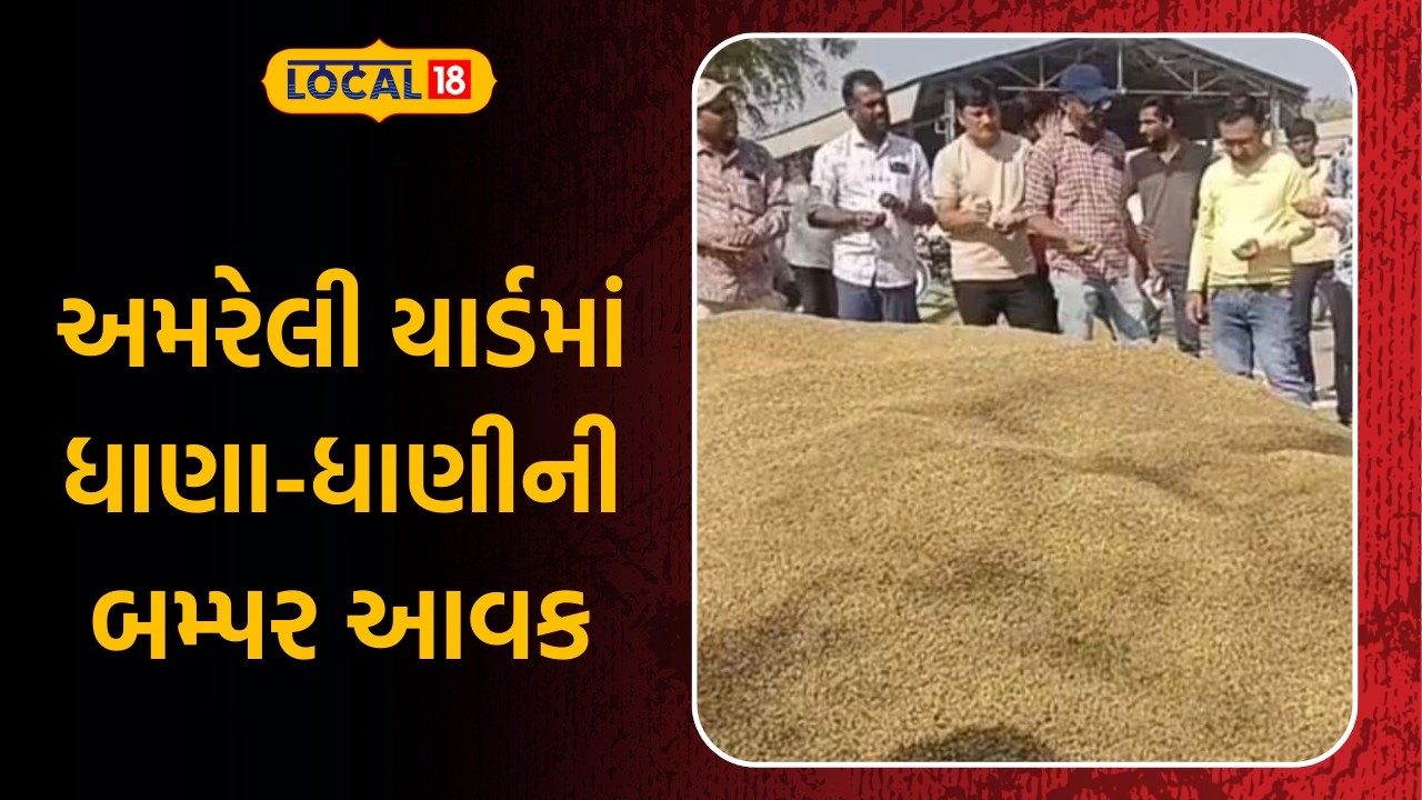 Amreli Market Yard News | અમરેલી યાર્ડમાં ધાણા-ધાણીની બમ્પર આવક | Gujarati Samachar | Local18