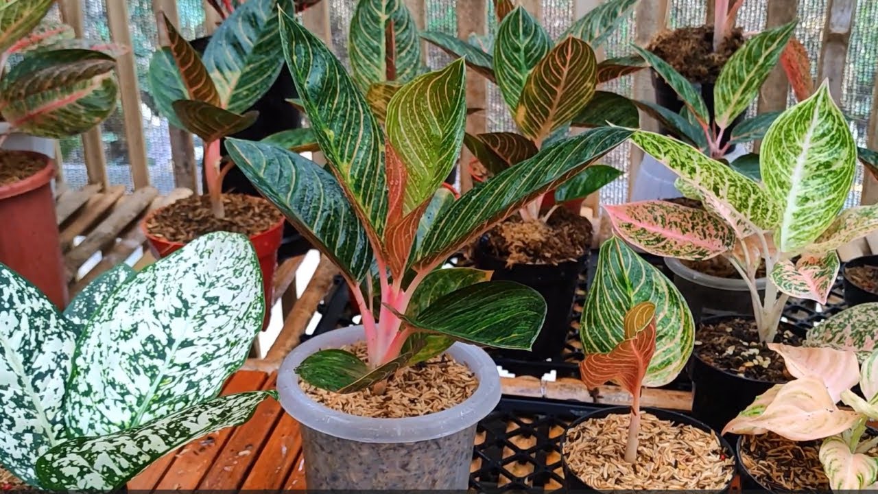 How stunning is this plant! Kresna and it's Baby, Dividing Aglaonema Aguraonema Chinese Evergreen