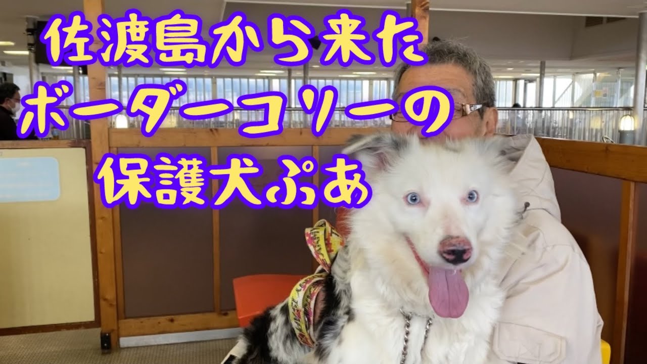 【初めまして】保護犬ぷあのチャンネルです