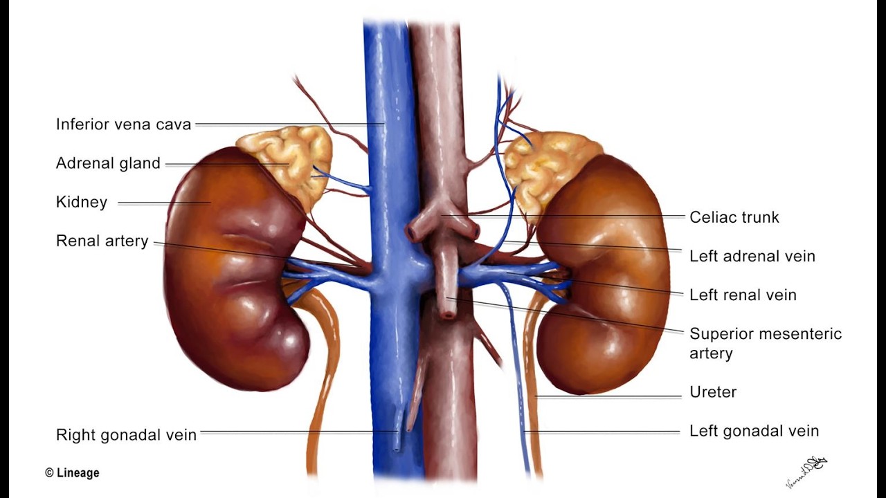 Anatomy of Kidney