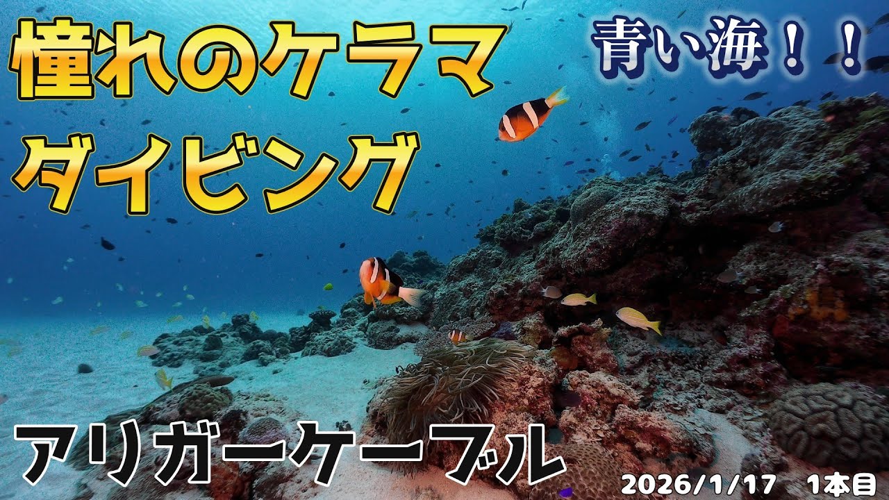 INONワイコン撮影！ケラマダイビング最高です！　[沖縄ダイビング/沖縄/ボートダイビング/アリガーケーブル/慶良間諸島/ケラマ/スキューバダイビングvlog]