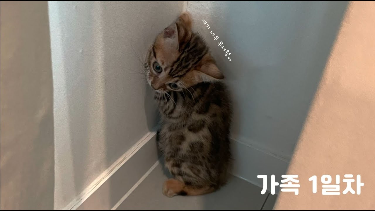 아기 벵갈 고양이, 가족 일기 !!