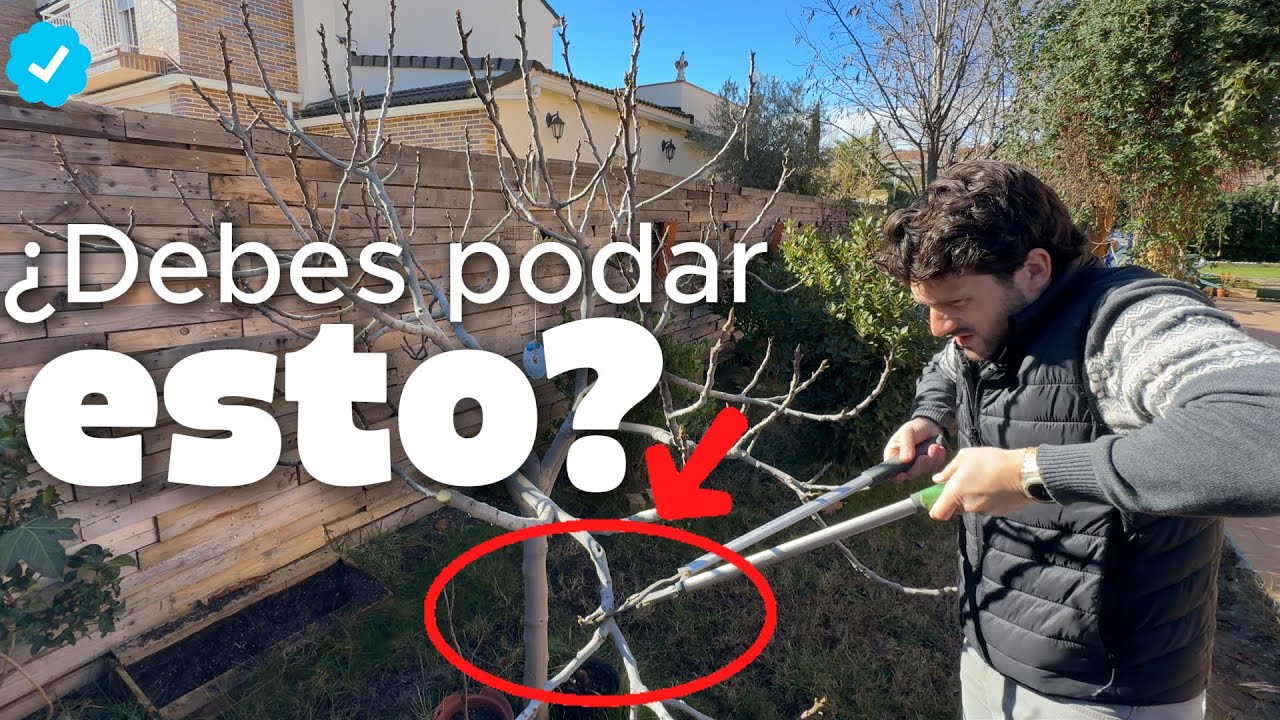 Cómo Podar una Higuera para Tener MEJORES Frutos 👌