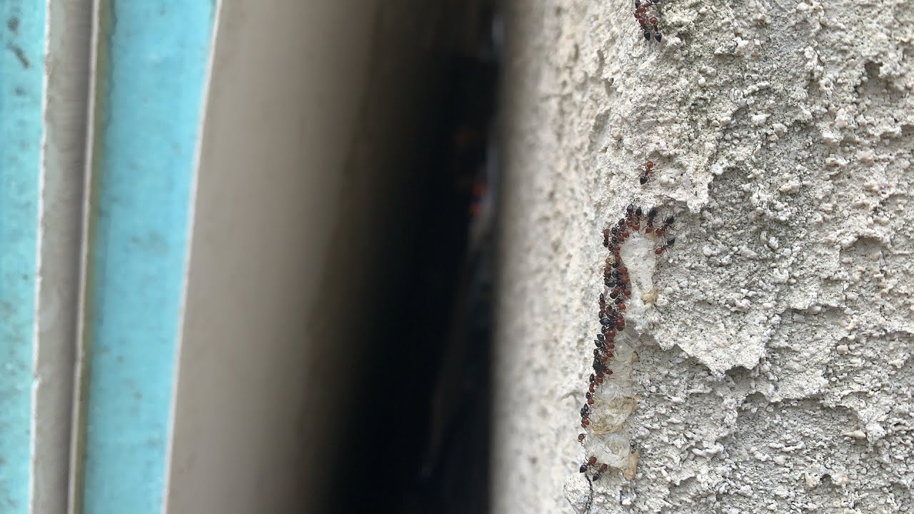 Fourmis acrobate à ne pas faire