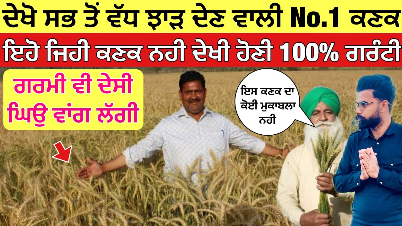 ਦੇਖੋ ਕਣਕ ਦੀ No.1 ਕਿਸਮ, ਇੱਕ ਮੱਖੀ ਚ ਦਾਣੇ ਦੇਖ ਹੋਸ਼ ਉੱਡ ਜਾਣਗੇ | No.1 wheat variety 