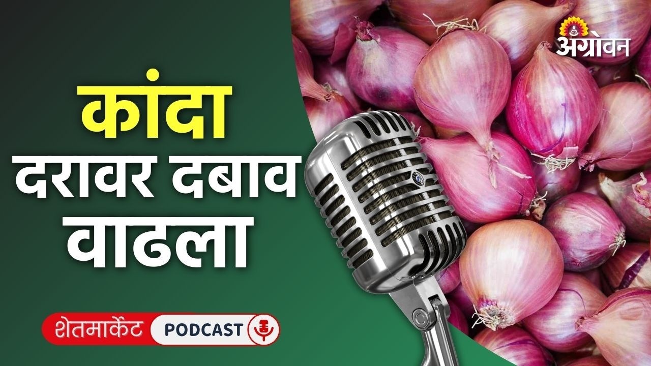 Cotton, Soybean Rate: सोयाबीन बाजार, कापूस दर, हळद भाव, गवार रेट | Agrowon