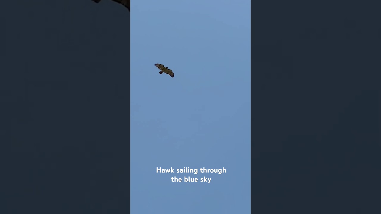 Hawk soaring through the sky #hawk #bird of prey #flying #naturesounds #nature #birds