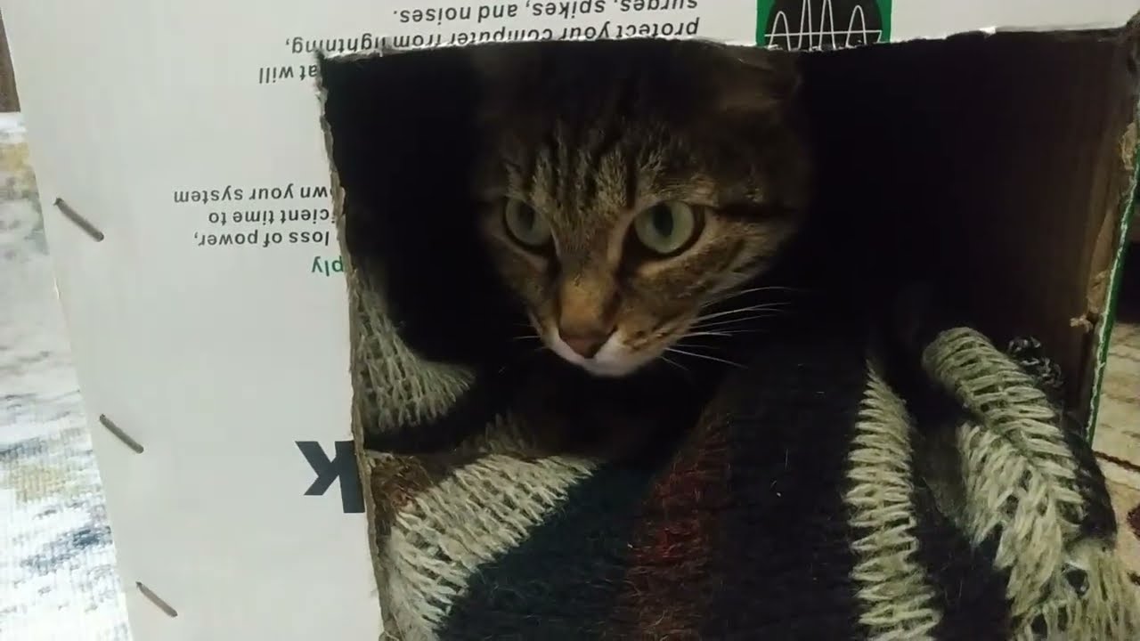 Домик для кошки из картонной коробки