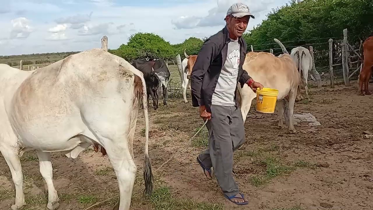 Vamos que vamos