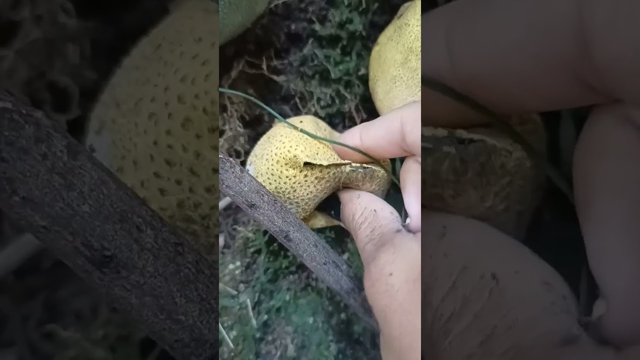 Reprodu&ccedil;&atilde;o assexuada por fungos: o espor&acirc;ngio tem colora&ccedil;&atilde;o escura, ao quebrar libera seus esporos.