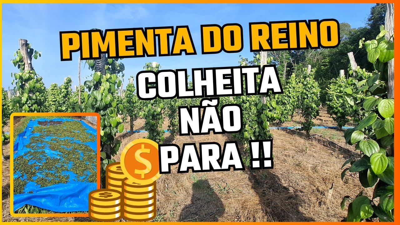 Pimenta do Reino: Colheita Não Para !!