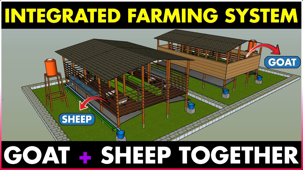 Integrated Goat and Sheep Farming | Integrated Goat Farming | Integrated Sheep Farming
