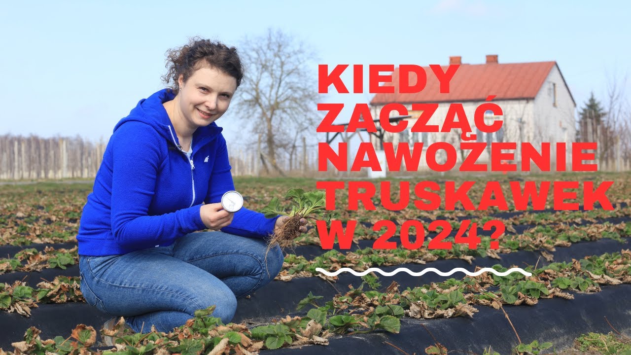 Kiedy zacząć nawożenie truskawek w sezonie 2024
