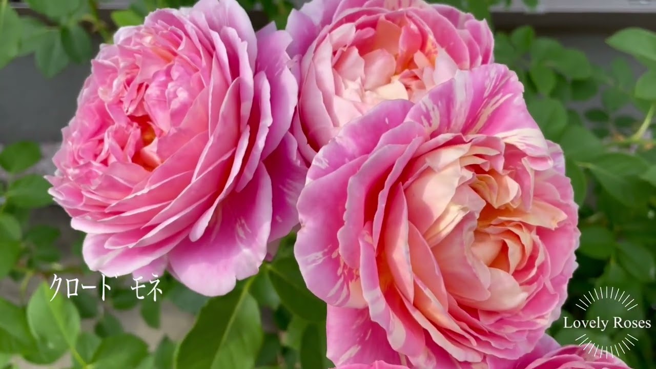 Vol.123ラブリーローズ*ラストステージを飾る満開の薔薇たち #rose #バラの庭 #バラ #ガーデニングvlog