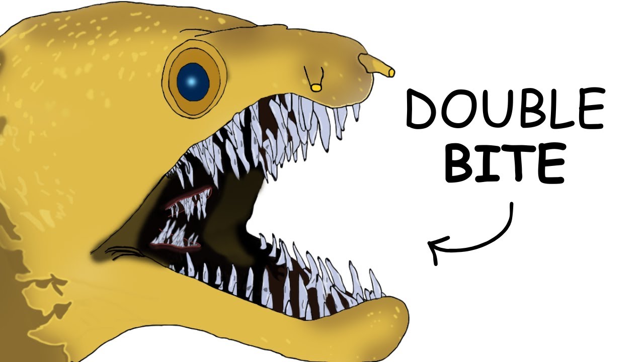 Why it Sucks To Be Born As a Fangtooth Moray Eel