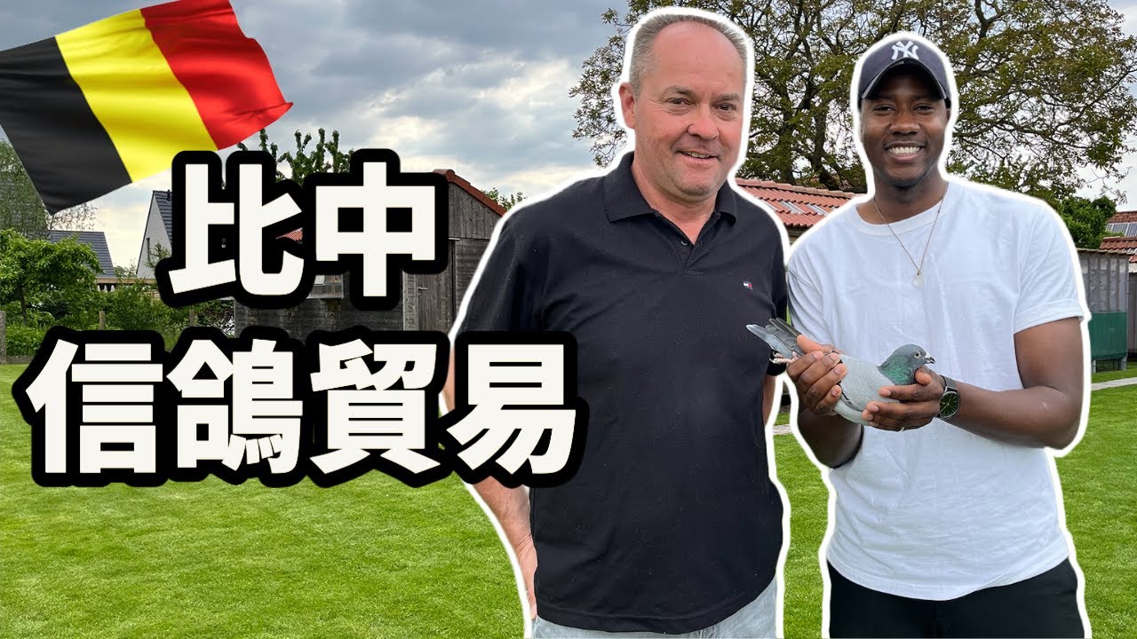 比利時小哥帶你去瞭解比中信鴿貿易！🇧🇪🕊