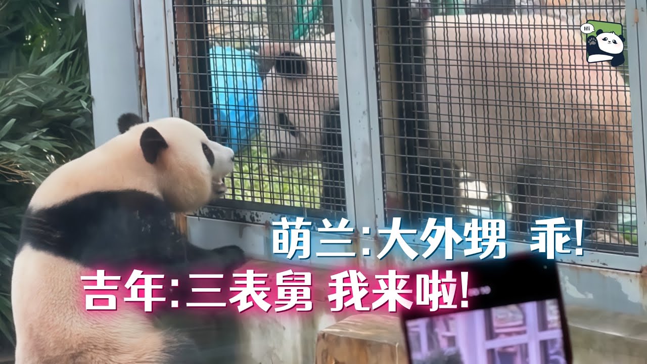 萌兰的大外甥来了，新邻居吉年见到舅舅变“极黏”，萌兰所在的英英家族的故事